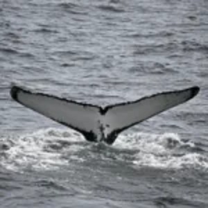 Whale's Tail